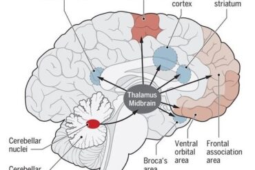 Anatomia della paura