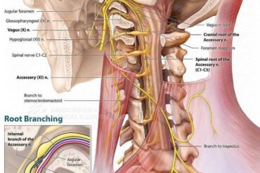 La regione Psoas