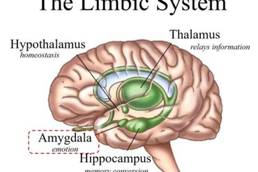 Formazione in valutazione e terapia dello squilibrio muscolare orofacciale